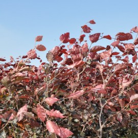 Fagus sylvatica 'Atropurpurea' 40-60 cm vanaf november leverbaar